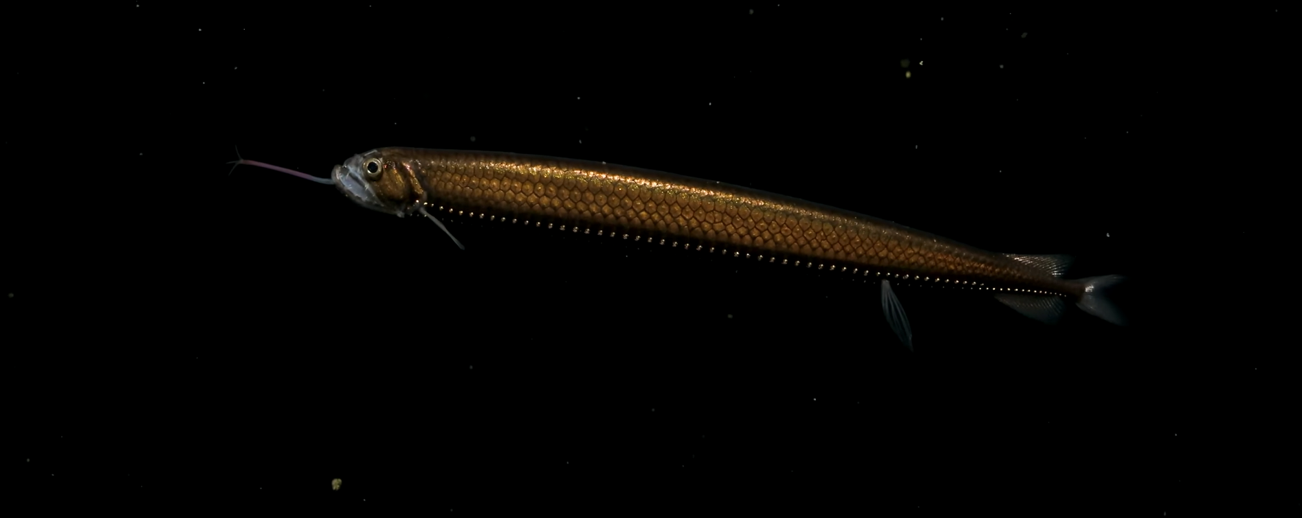 DRAGONFISH